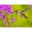 Rufous Hummingbird - 3D Lenticular Postcard Greeting Card - NEW Sale