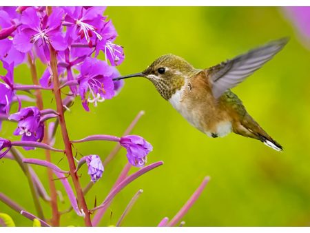 Rufous Hummingbird - 3D Lenticular Postcard Greeting Card - NEW Sale